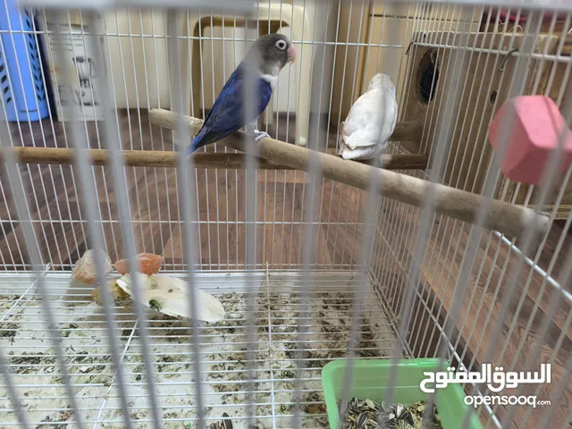 love bird with cage