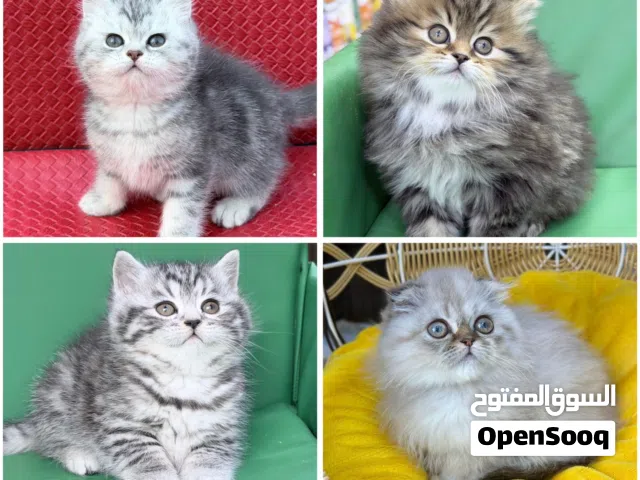 تشكيله قطط سكوتش فولد وستريت ( كل قط الو سعر ) ودي واتس اب او اتصل ( اتصل او ودي واتس اب )