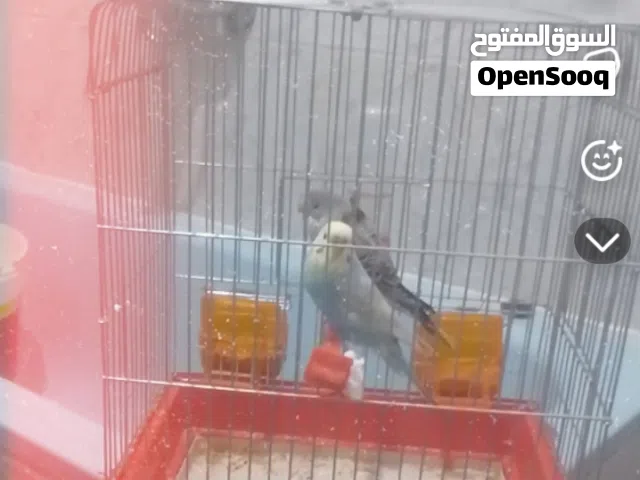 في كوبيا بقلينو ادكرا رينبوا او انتي هوقرمو 120 او زيبرا 90 وساهل