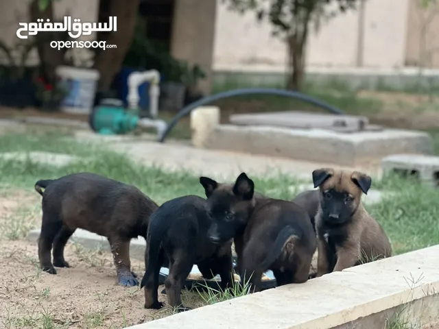 جراوي مانيلو عمرهم 28 يوم