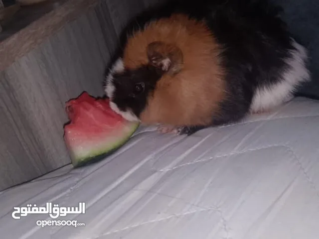هامستر (أرنب هندي) للبيع