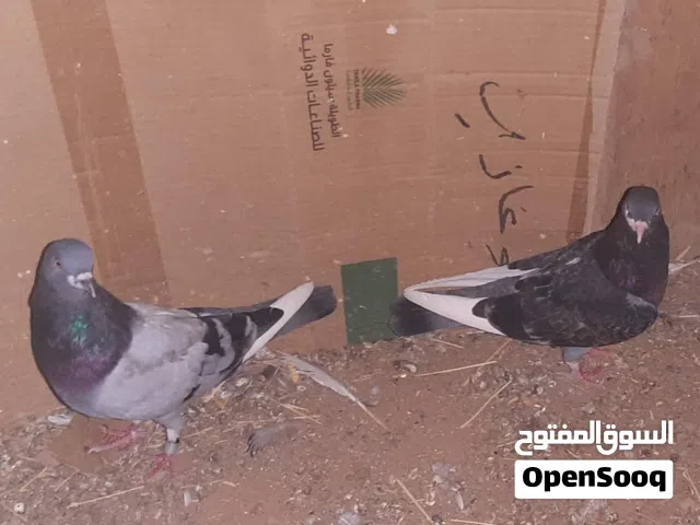 حمام قلاب برمنجهام رولر