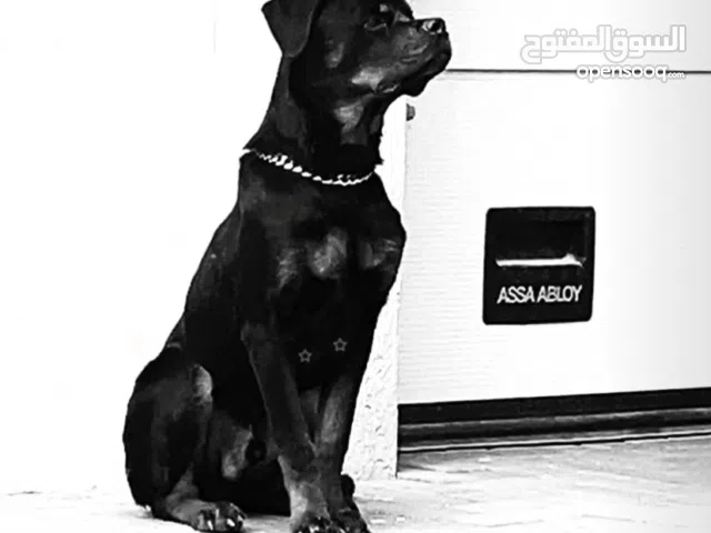 للبيع روت وايلر العمر 7 شهور