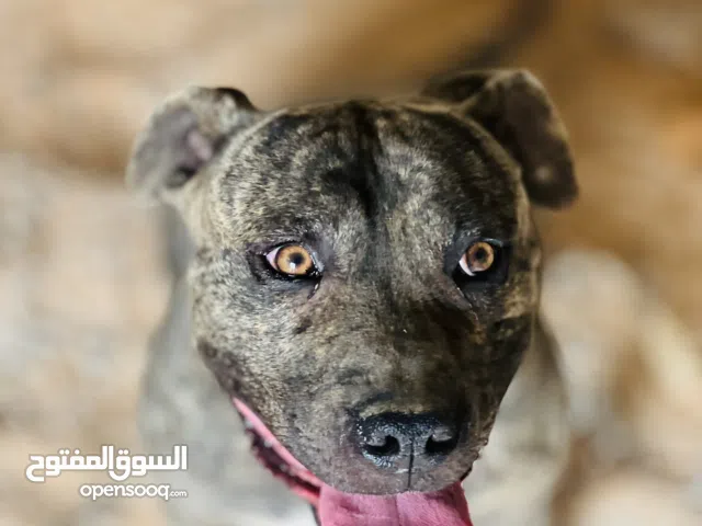 كلب بيتبول للتبديل ب جرو ملينوا