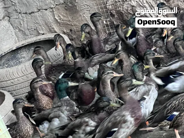 خضيري بري 17زوج   وبيها مجال لشراي بغداد حي اور