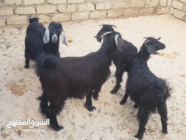 3جديان و عناق