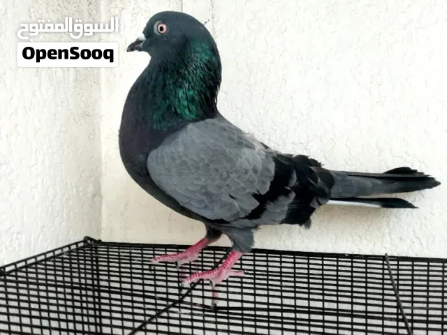 عرض خاص 4 حبات من الحمام المتنوعة السعر 100 درهم إماراتي...........................................