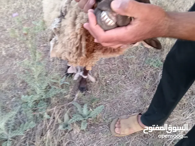 نعجة هجين علي الاسباني سنها جامعة تحتها فطيمة عمرها في الشهرين ونص