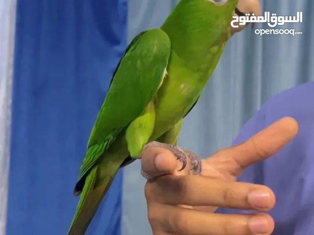 اولف كنيور من النوادر