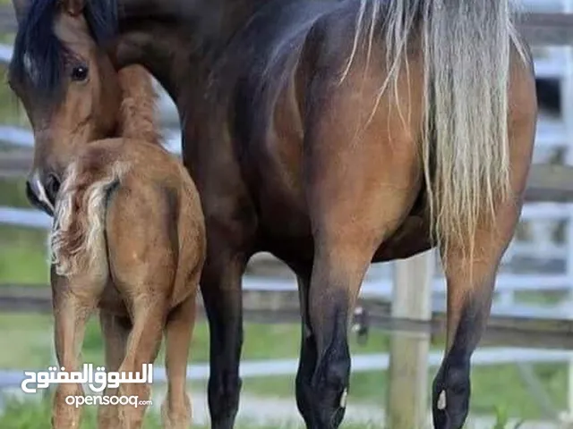 مطلوب مهره حلوه حشمه