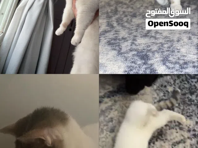 للبيع نثيه منجكن القزمه النادره