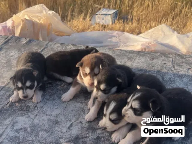 جراو هاسكي