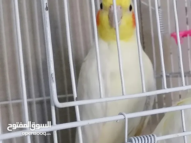 ذكر كوكتيل لاتينو