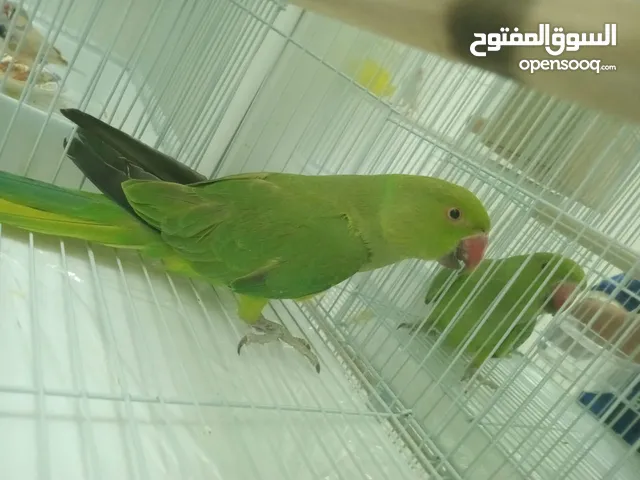 ببغاء الدره