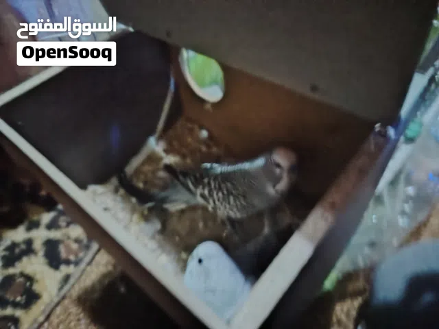جوز حب للبيع