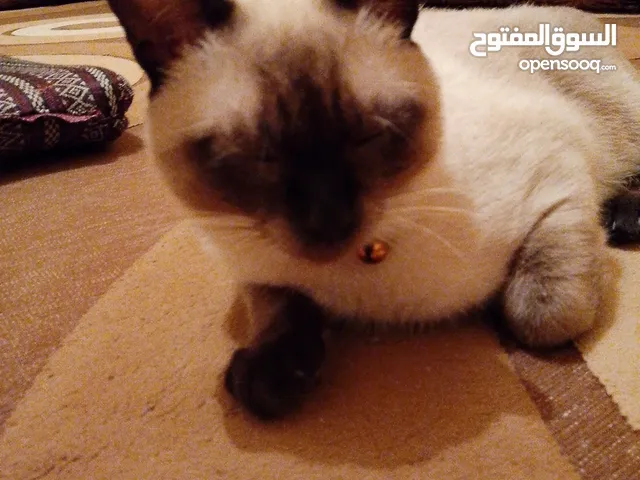 قطوس سيامي بي جميع ملحقتيه