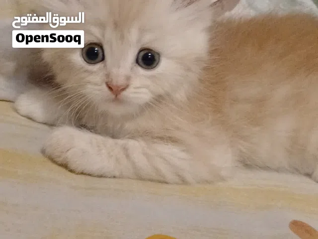 قط و قطه شيرازي بيور