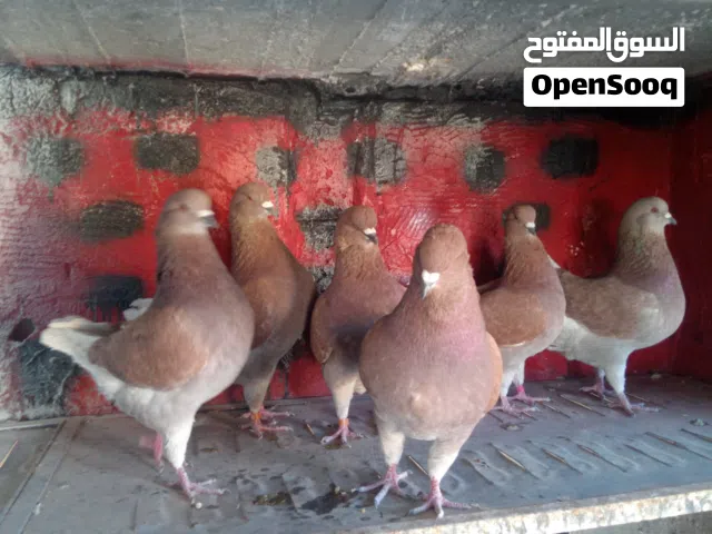 إقرأ الوصف