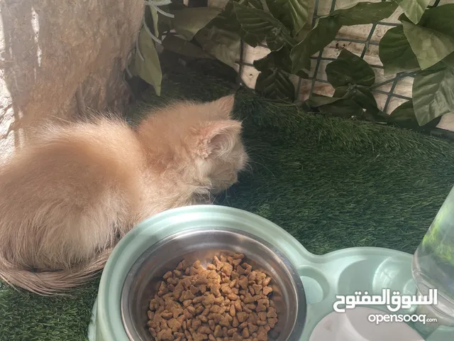 قط ذكر شانشيلا