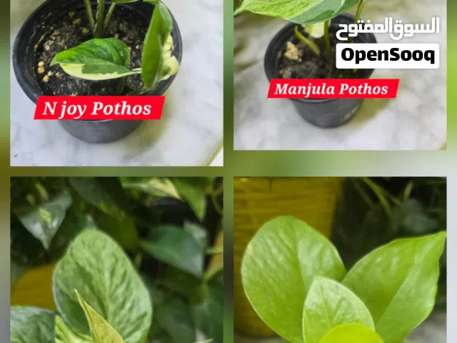money plant varieties available