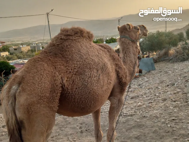 ناقه اضحيه العمر 7سنين للبيع الاستفسار على الرقم التالي وقابل للتفاوض
