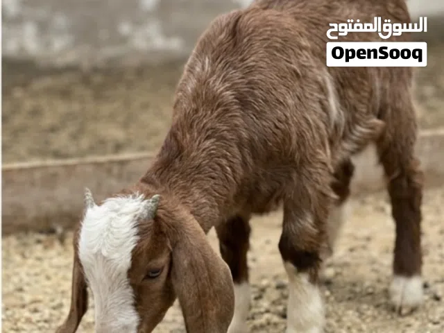 ام وراها دكر ونتايه مفطومين خليط حاجه محترمة  وعمرهم 3 شهور