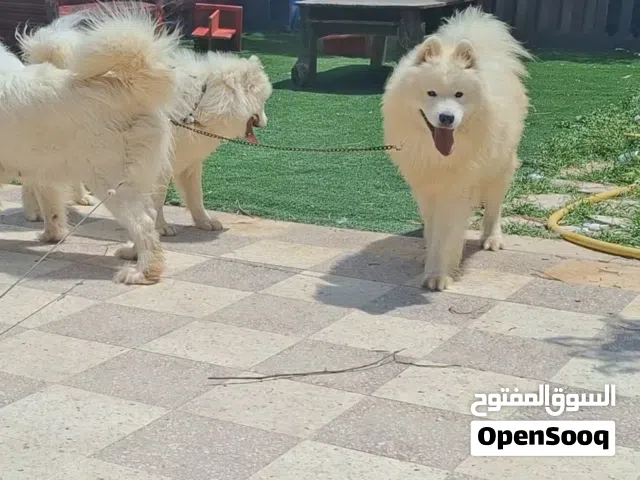 samoyd puppy _high level female سامويد