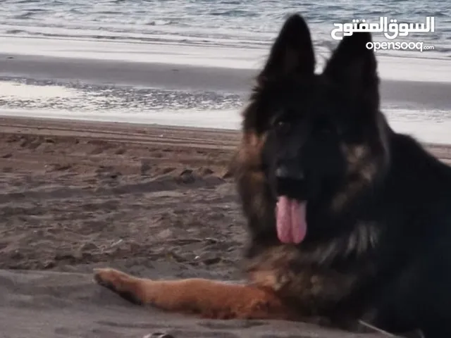 جيرمن شبرد شو لاين لونج هير