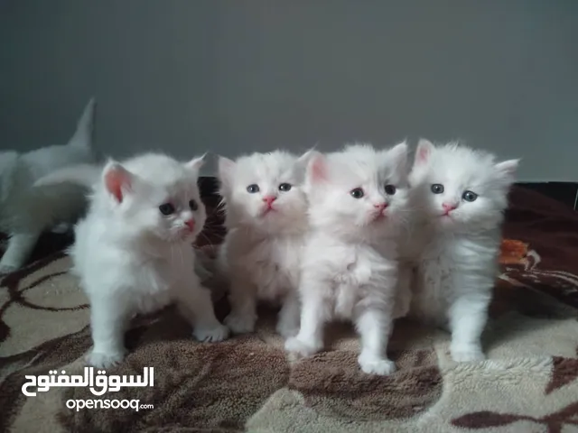 قطط شيرازي اصل للبيع