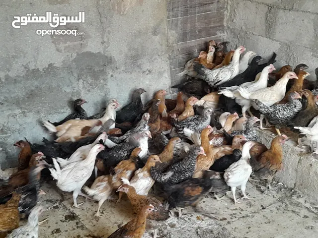 متاح فرخات بسحاب