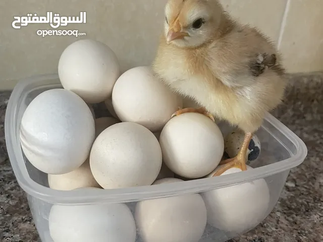 Home organic eggs , no antibiotics