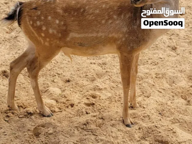 غزال الايل ذكر
