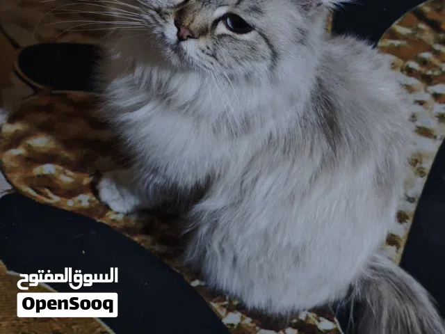 قطة شيرازية