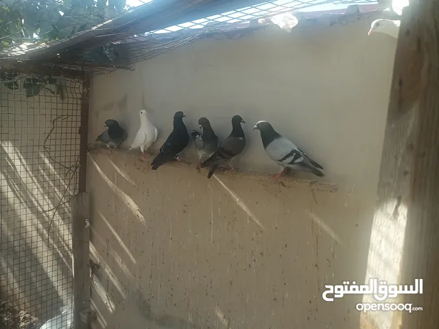 حمام بلدي وبندوق وجوز كشامره مع كم بطن الهم وجوز لاحم جامبو مع كم بطن الهم وزغاليل كم واحد وسلامتكوا
