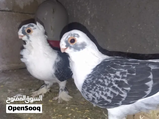 متاح جوز اسطنبوليات زرق