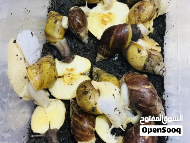 متوفر حلزونات افريقي كريميل وتايكر جملة مفرد