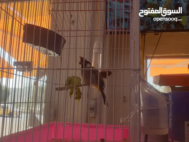 بلبل قلاب تغريد فول