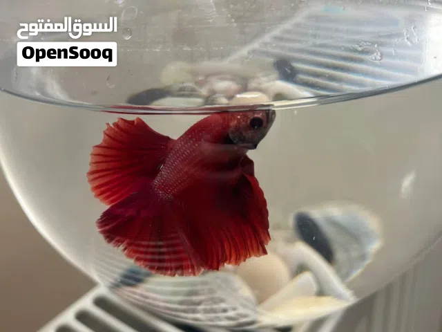 سمكه فلاير
