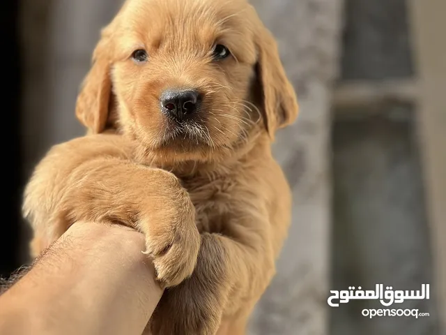 Golden retriever