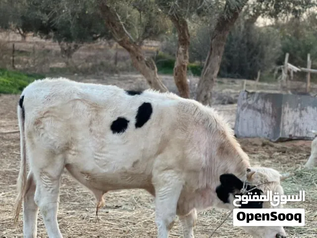 5 عجول ، 5 طروقات للبيع كاش او حواله ،