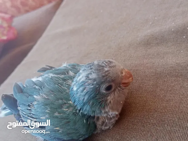 فرخ كويكر (الراهب)