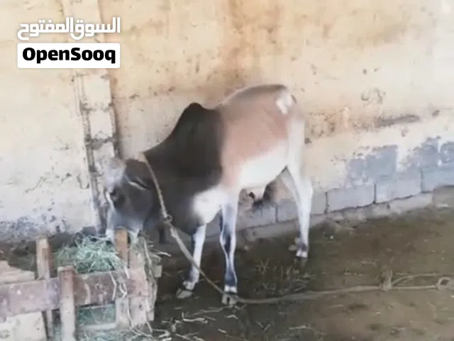 عجل صومالي تربية الدار