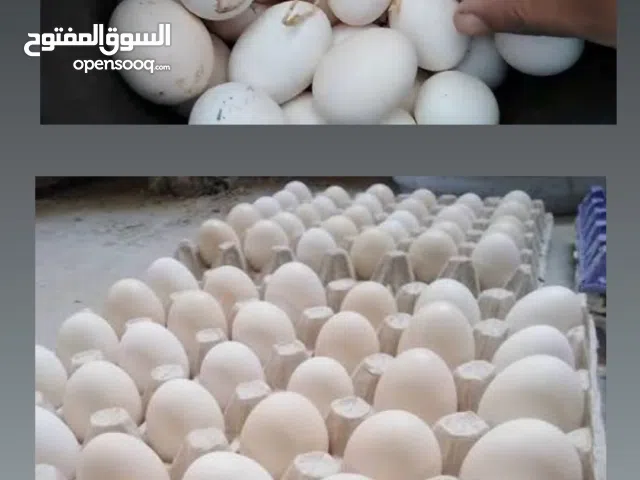بيض دجاج طازج عضوي يصلح الأكل  fresh eggs