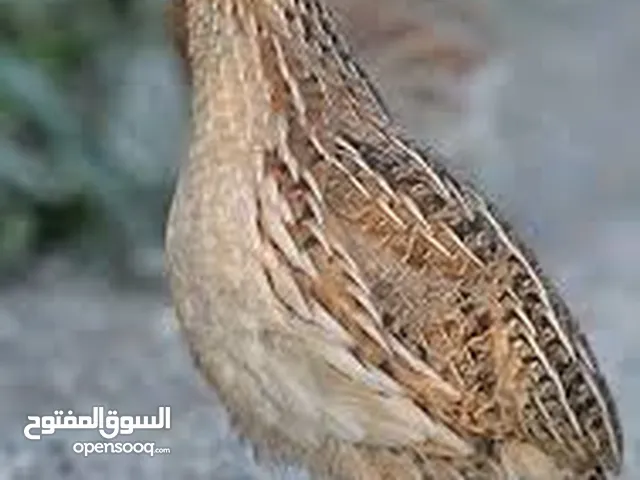 طيور فري جامبو (السمان )