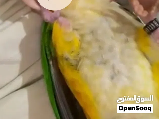 السلام عليكم طير كايكي مفقود الي حصل الطير يتواصل عله الطير اليف طار في الجاهلي