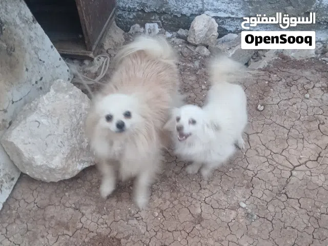 للبيع 4 اتنين زغار واتنين اماية
