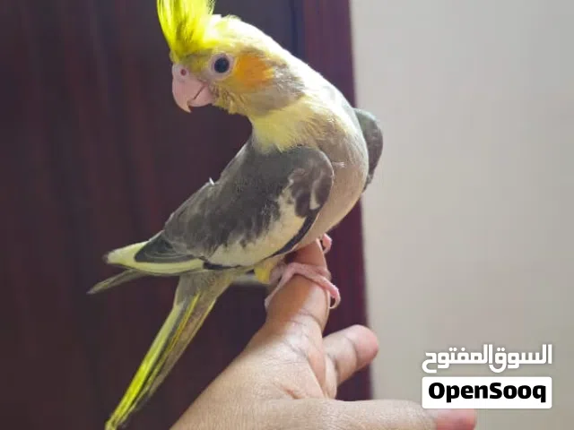 Hand tamed cocktail for sale