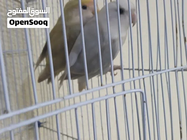 السلام عليكم جوز روز للبيع جوز ربي ايبارك
