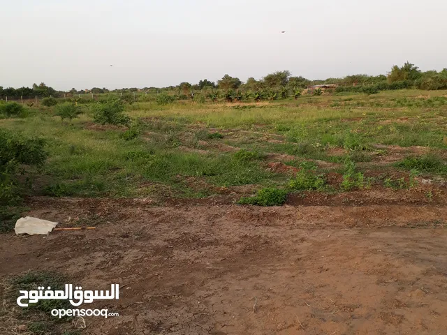 مزرعة للأيجارة للاستثمار الحيواني تربية وتسمين المواشي