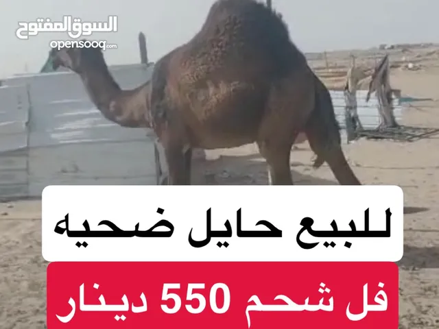 ناقه تصلح ضحيه فل شحم